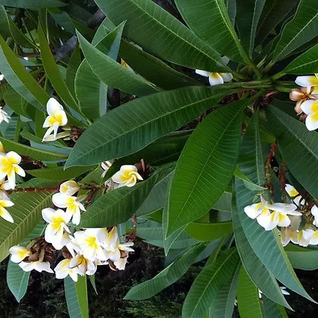 Paradise Gardens Iv פאפוס